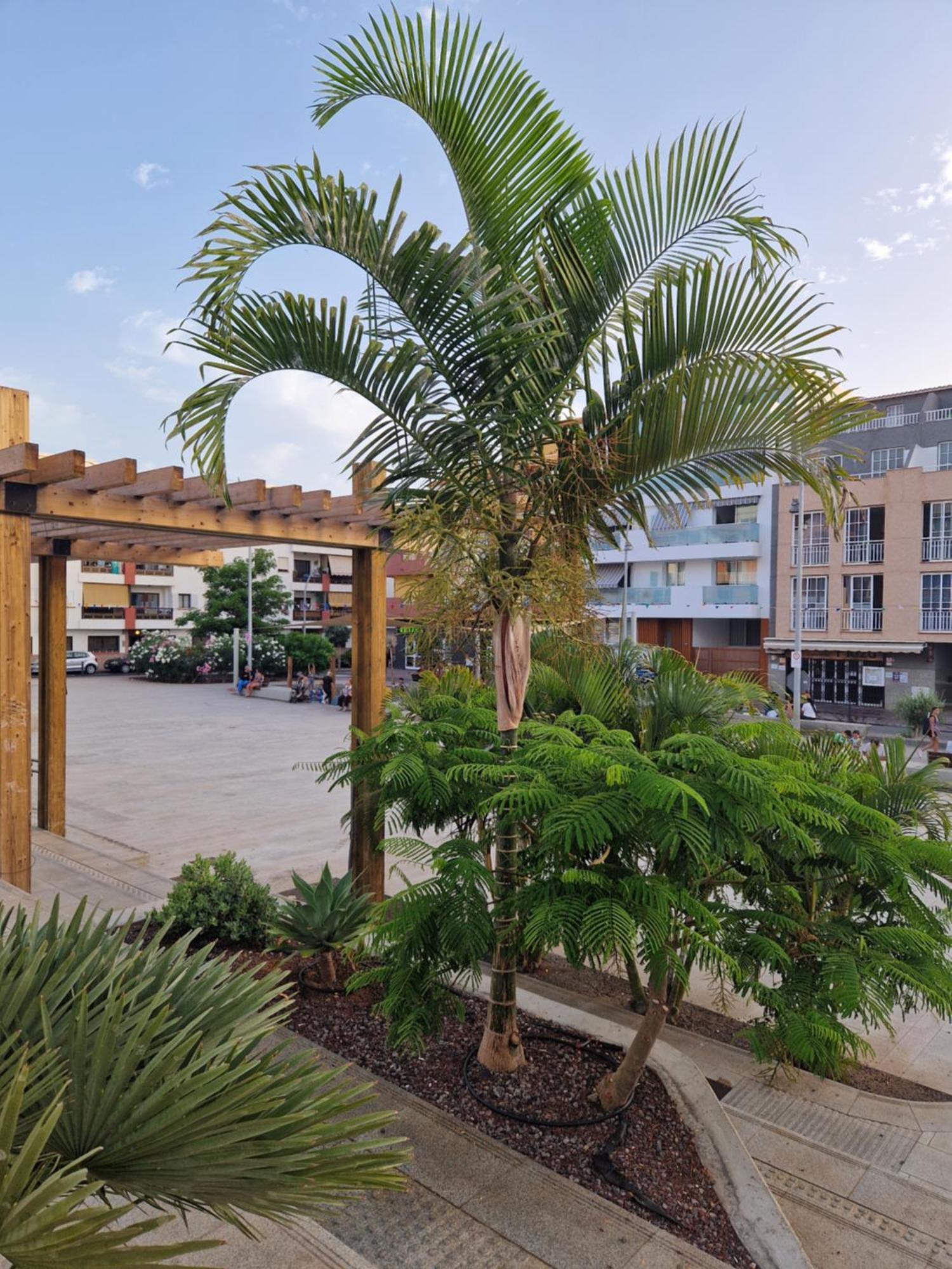 Studia Puerto De Santiago Διαμέρισμα Puerto de Santiago  Εξωτερικό φωτογραφία